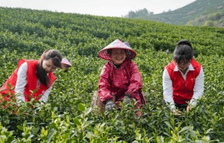 一针一线编织“兴农”锦绣――浙江稠州商业银行躬耕乡村赋能共富纪实