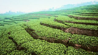 乌江榨菜跻身餐企食材供应商百强，餐饮赛道布局成果获行业认可