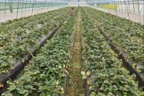 “数”说“莓”好 “贷”动甜头 ――稠州银行数字普惠浇灌乡村振兴“致富果”