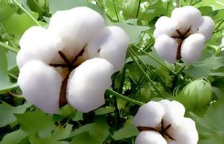 什么是IC股指期货？IC股指期货在投资中有何特点？