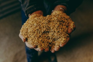 密西西比三角洲农情惨淡 农户无奈考虑任由庄稼腐烂