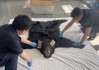 谎报为人造毛皮，上海浦东机场海关查获一张濒危北美黑熊皮地毯