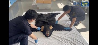谎报为人造毛皮，上海浦东机场海关查获一张濒危北美黑熊皮地毯