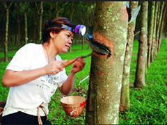 哪里的橡胶价格最高?影响橡胶价格的因素有哪些? 第1张 哪里的橡胶价格最高?影响橡胶价格的因素有哪些? 第1张