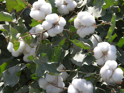 花呗透支的规则是什么?这些规则对消费者有什么影响? 第1张 花呗透支的规则是什么?这些规则对消费者有什么影响? 第1张