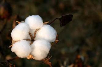 如何评估棉花期权挂牌的市场意义?这一举措对相关产业有何影响? 第1张 如何评估棉花期权挂牌的市场意义?这一举措对相关产业有何影响? 第1张