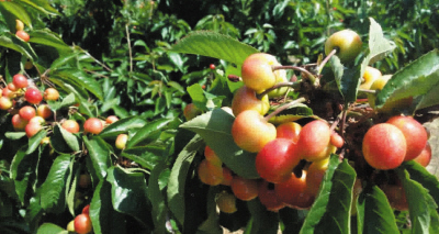 如何开展水果批发业务?这种批发业务有哪些经营策略? 第1张 如何开展水果批发业务?这种批发业务有哪些经营策略? 第1张