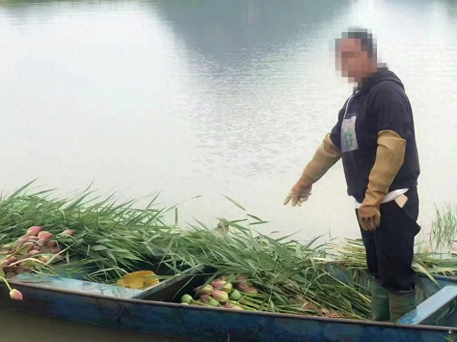 云南一景区禁止采摘野生荷花：违法行为破坏了生态平衡  第1张