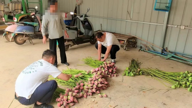 云南一景区禁止采摘野生荷花：违法行为破坏了生态平衡  第2张