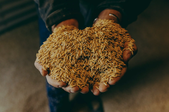 密西西比三角洲农情惨淡 农户无奈考虑任由庄稼腐烂 第1张 密西西比三角洲农情惨淡 农户无奈考虑任由庄稼腐烂 第1张